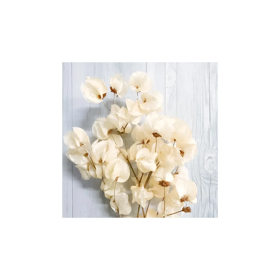 Bougainvillea – per bunch — catalogue product