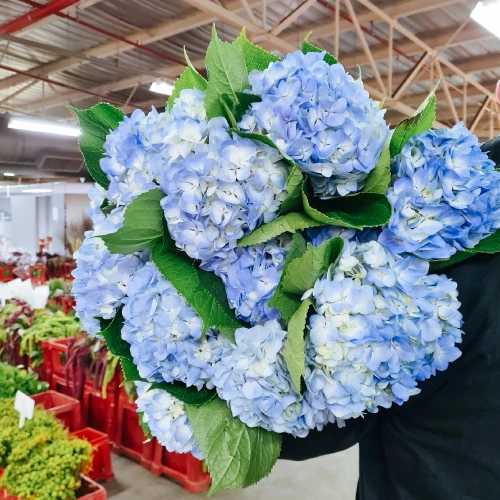 Hydrangea – per stem