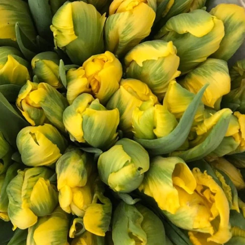 Imported Tulips – per bunch