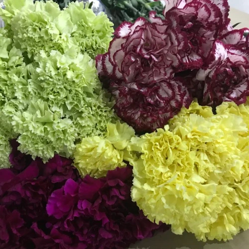 Carnations – per bunch